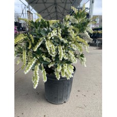 Cavatine Pieris 2 Gal